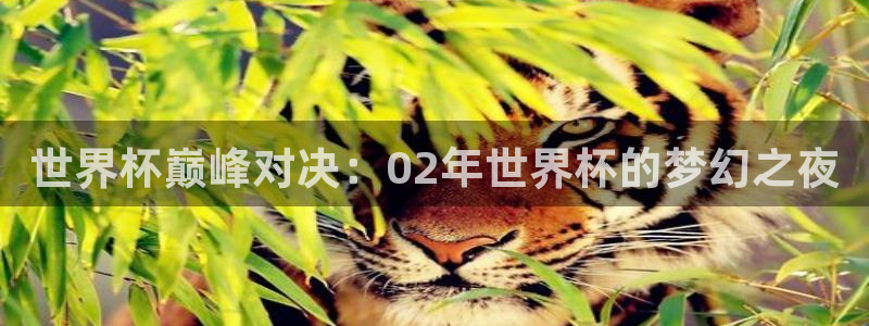 世界杯预赛赛程：世界杯巅峰对决：02年世界杯的梦幻之夜